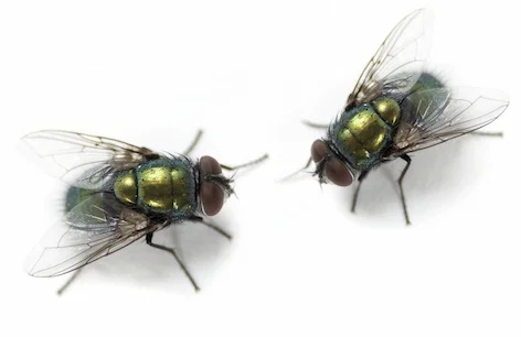 fly_pair_jup.jpg
