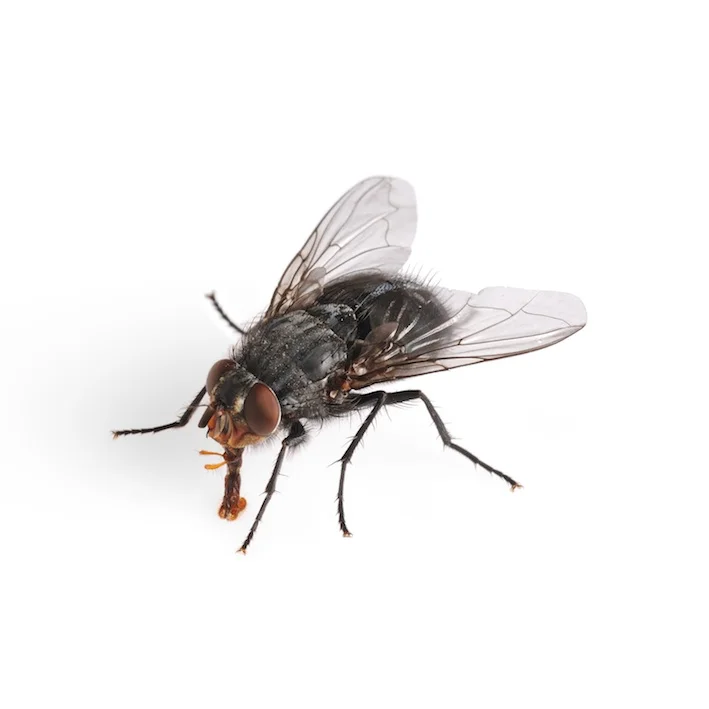 The fly's proboscis is like a tube. ©Getty Images