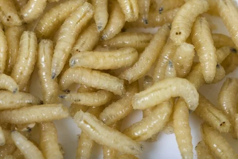Maggots. ©Getty Images