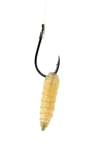Maggots are often used as fishing bait. ©Getty Images