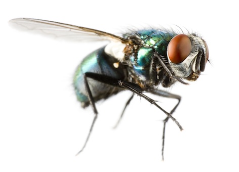 Flies have big compound eyes. ©Getty Images