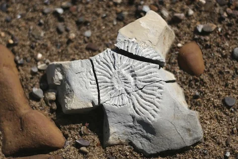 fossil_ammonite_jup.jpg