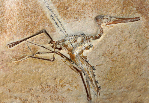 Fossils tell us about animals that lived on earth in prehistoric times. This is a pterodactylus. Getty Images