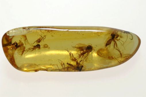 Fossilised insects in amber. ©Getty Images