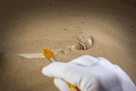 Sand around a fossil bone is carefully brushed away ©Getty Images