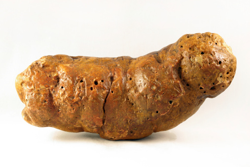 Fossilised animal poo is callled coprolite. ©Getty Images