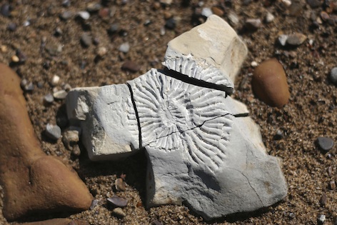 A fossil ammonite ©Getty Images