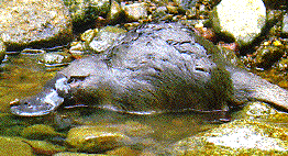 Platypus in a stream ©Getty Images