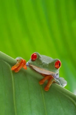 frog_peep_TS.jpg