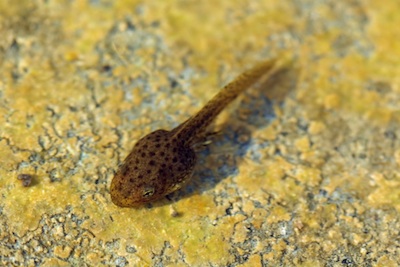 Tadpoles live entirely in water. ©Getty Images
