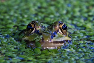 Adult frogs live on land and in water. ©Getty Images