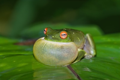 Croaking frog. ©Getty Images