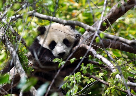 Panda cub in a tree. ©Getty Images