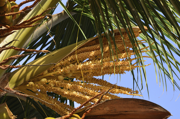  A coconut flower ©iStock