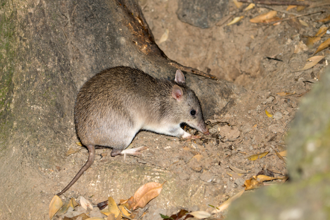 This is a long-nosed bandicoot. Bandicoots are active at night. Getty images