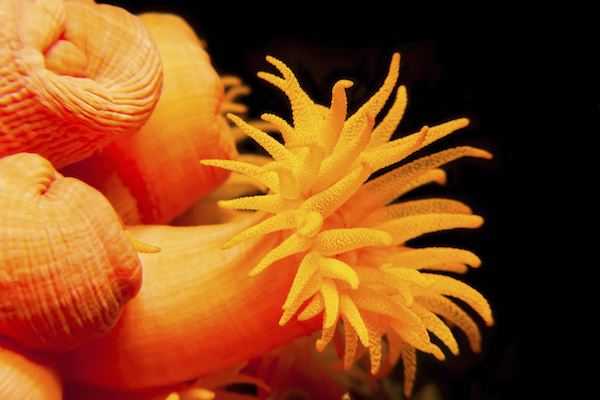 A polyp extending its tentacles ©iStock