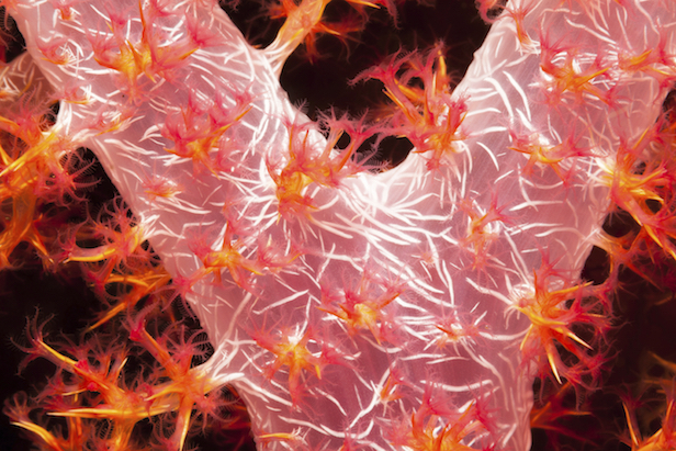 Coral polyps ©iStock