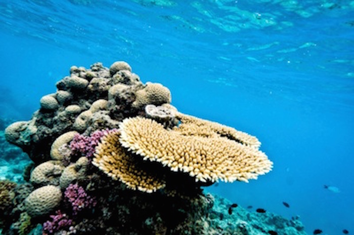 There are many different shaped coral formations ©Getty Images