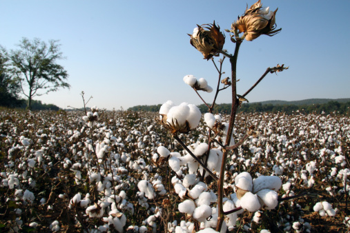 The cotton boll is the fruit of the cotton plant. Getty Images