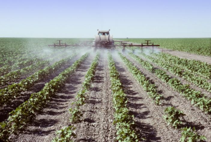 The growing plants are watered and checked for pests. ©iStock
