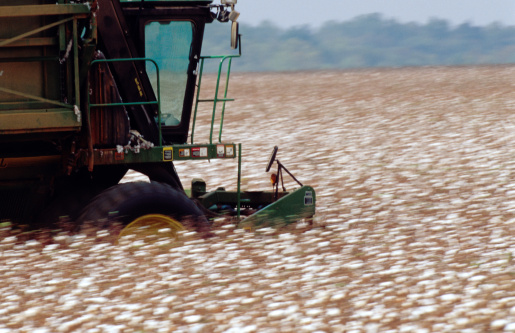 Large harvesting machines collect the ripe cotton. Getty Images