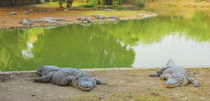 Crocodiles in a crocodile farm. ©iStock