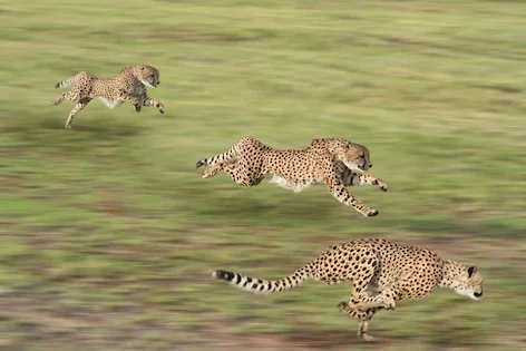 cheetahsrun_jup.jpg