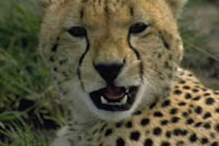 Cheetahs have two lines running down each side of the face. ©Getty Images