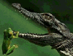 Very young crocodile and prey. ©Getty Images