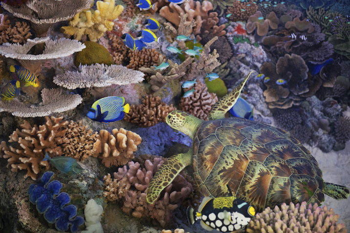 Coral reef - aquatic biome © Getty Images