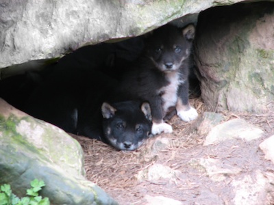 Dingo pups peeping out of the den ©Getty Images