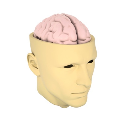 Our brain is inside our skull, and protected by it.