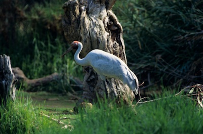 Brolga © Getty Images