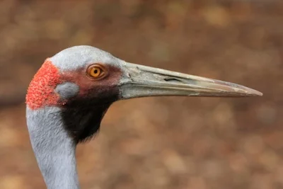 Like all cranes, a brolga's head is not feathered. ©Getty Images