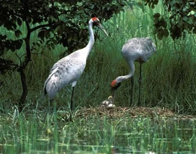 Both male and female brolgas feed and care for their chicks. © Getty images