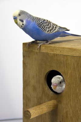 Pet budgies lay their eggs in a nesting box. © Getty Images