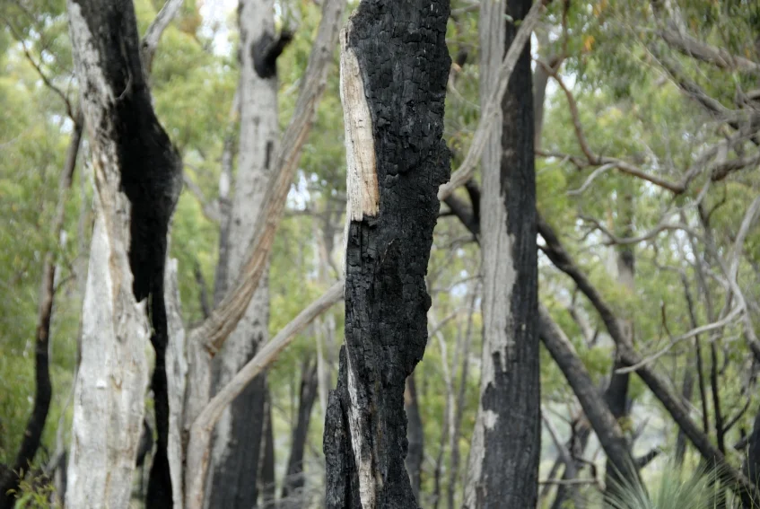 Re-growth in bushland, one year after a bushfire.