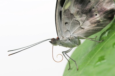 A butterfly proboscis (tongue) . At rest the wings are upright. © Getty Images