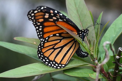 A butterfly laying eggs. © Getty Images