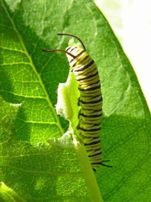 Caterpillars eat and eat and grow © Getty Images