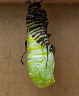 A butterfly chrysalis ©Getty Images
