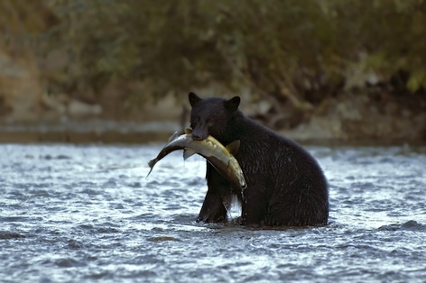 Catching a meal. © Getty Images