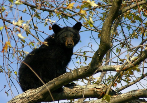 Black bears will climb trees to get honey. © Getty images
