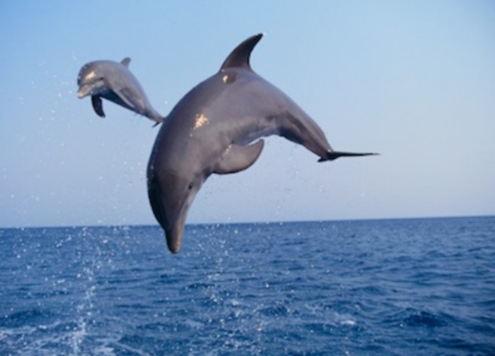 A pair of bottlenose dolphins breaching -leaping clear out of the water. ©Getty Images