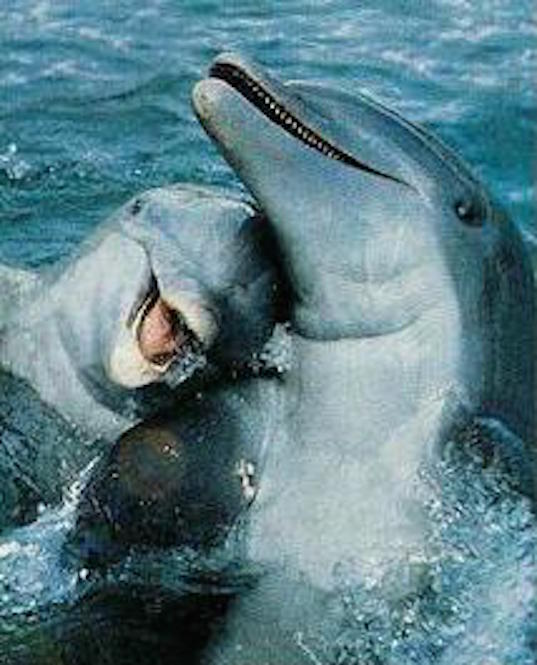 Dolphins have small pointed teeth ©Getty Images
