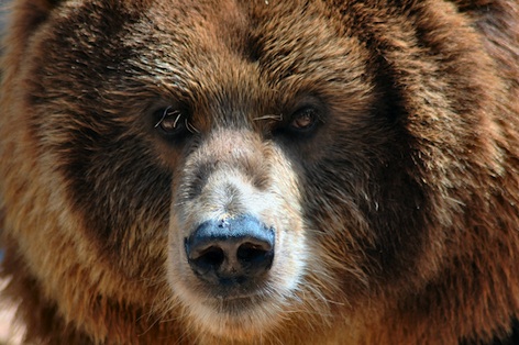 Kodiak bear ©Getty Images