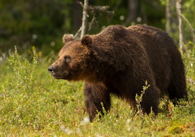 Brown bears have a characteristic shoulder hump. ©Getty Images