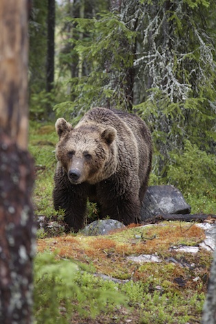 Grizzly bear ©Getty Images