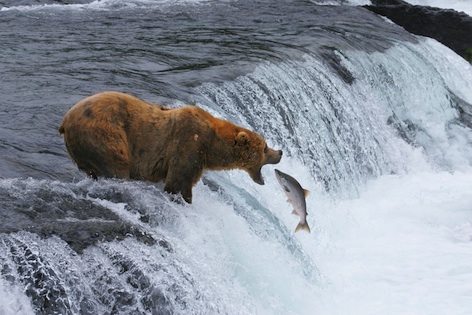 Brown bear catching a leaping salmon. ©Getty Images