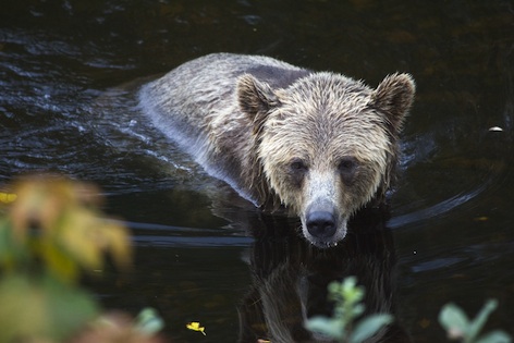 Grizzly bear ©Getty Images